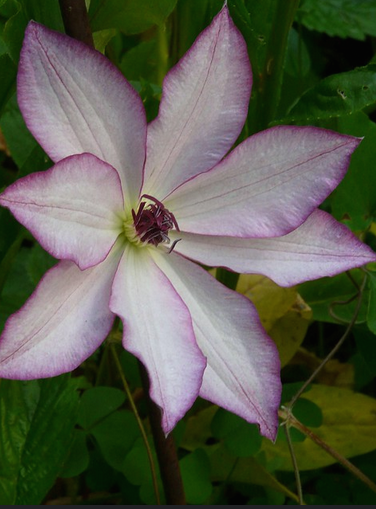 Clematis 'Omoshiro'.png