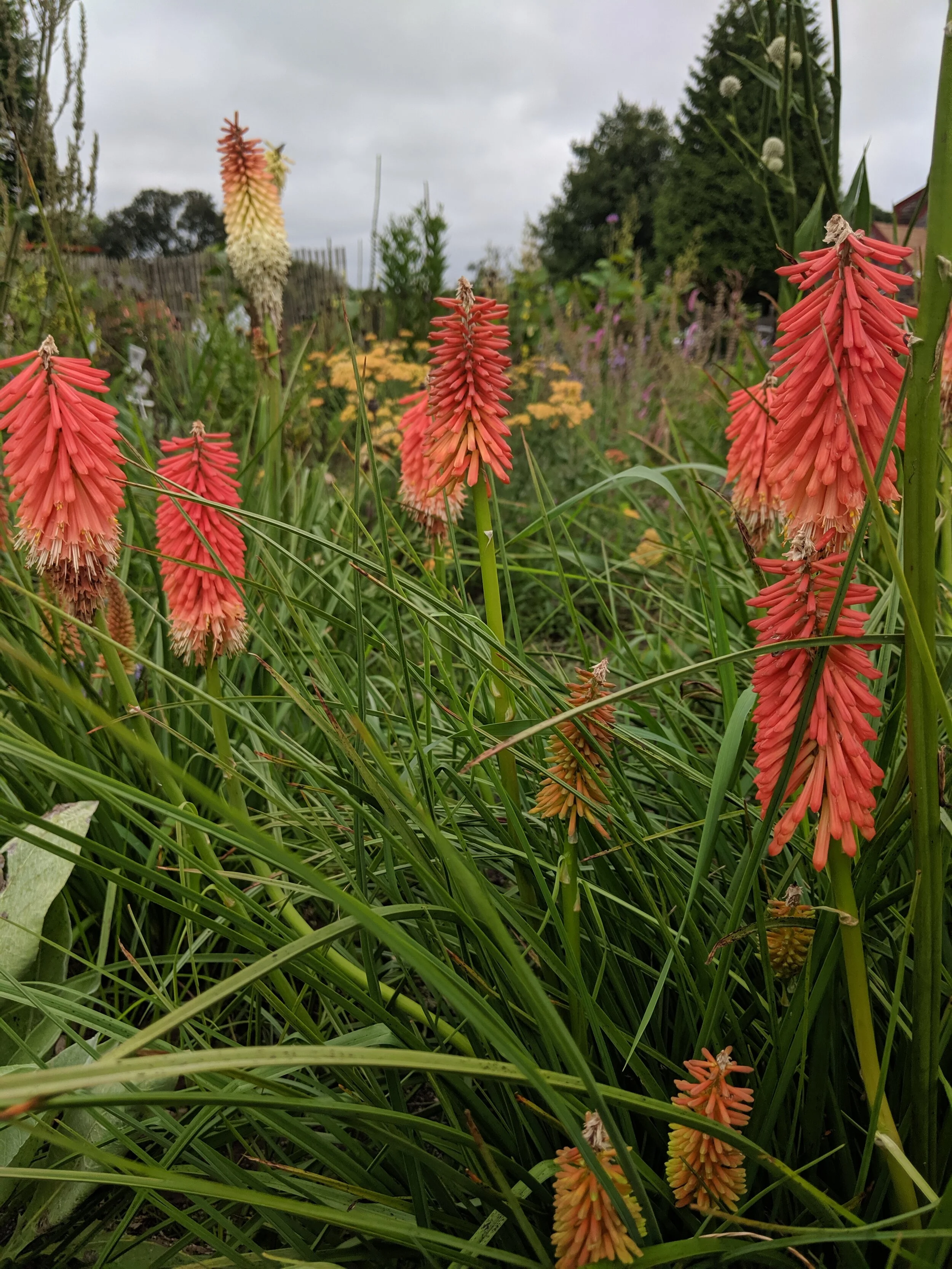IMG_20190723_145358.jpg