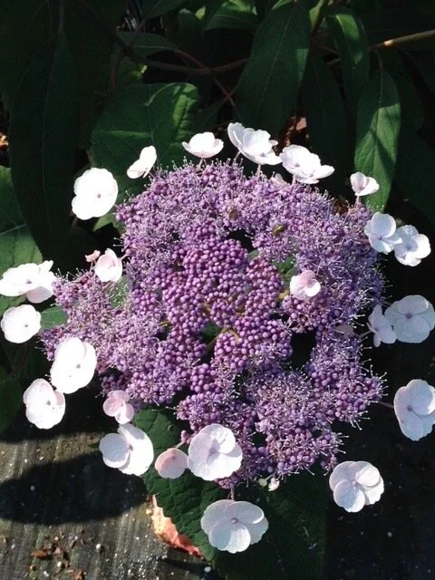 Hydrangea aspera 'Royal Lace'