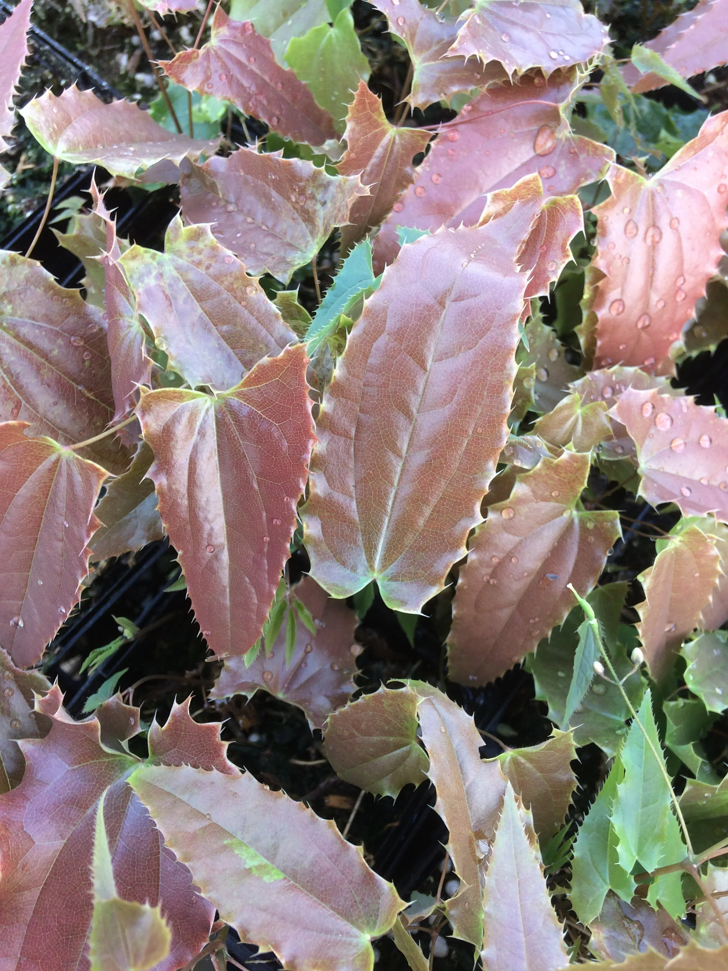 Epimedium 'Patent Assasin'