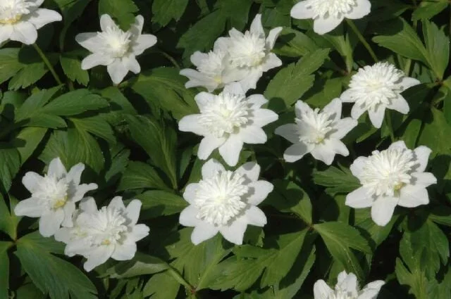 Anemone nemorosa 'Vestal'