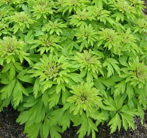 Anemone nemorosa 'Viridescens'