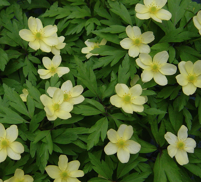 Anemone seemannii.png