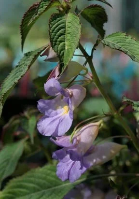 Impatiens arguta
