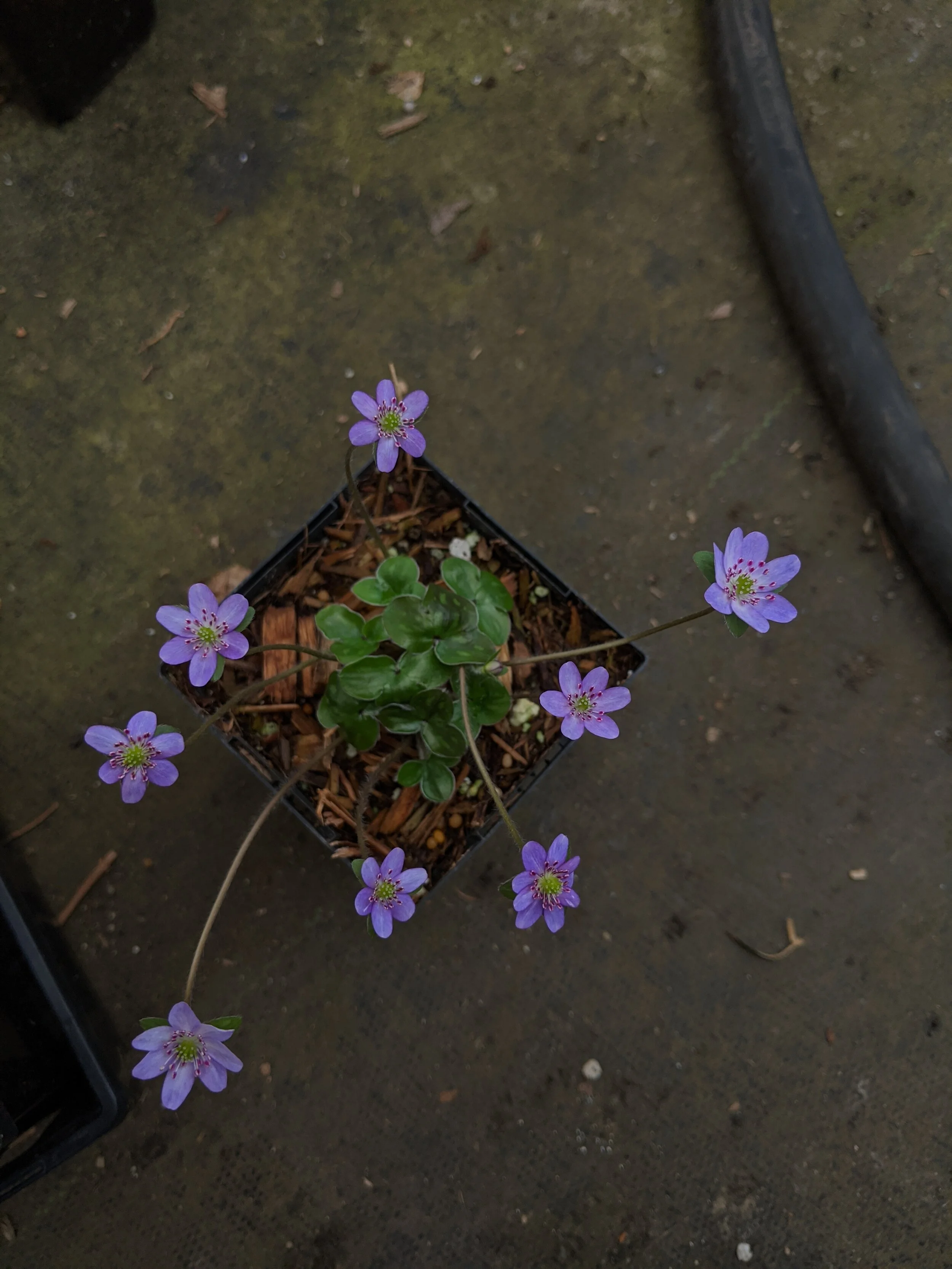 Hepatica nobilis var. japonica