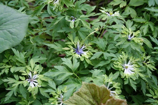 Anemone virescens.JPG