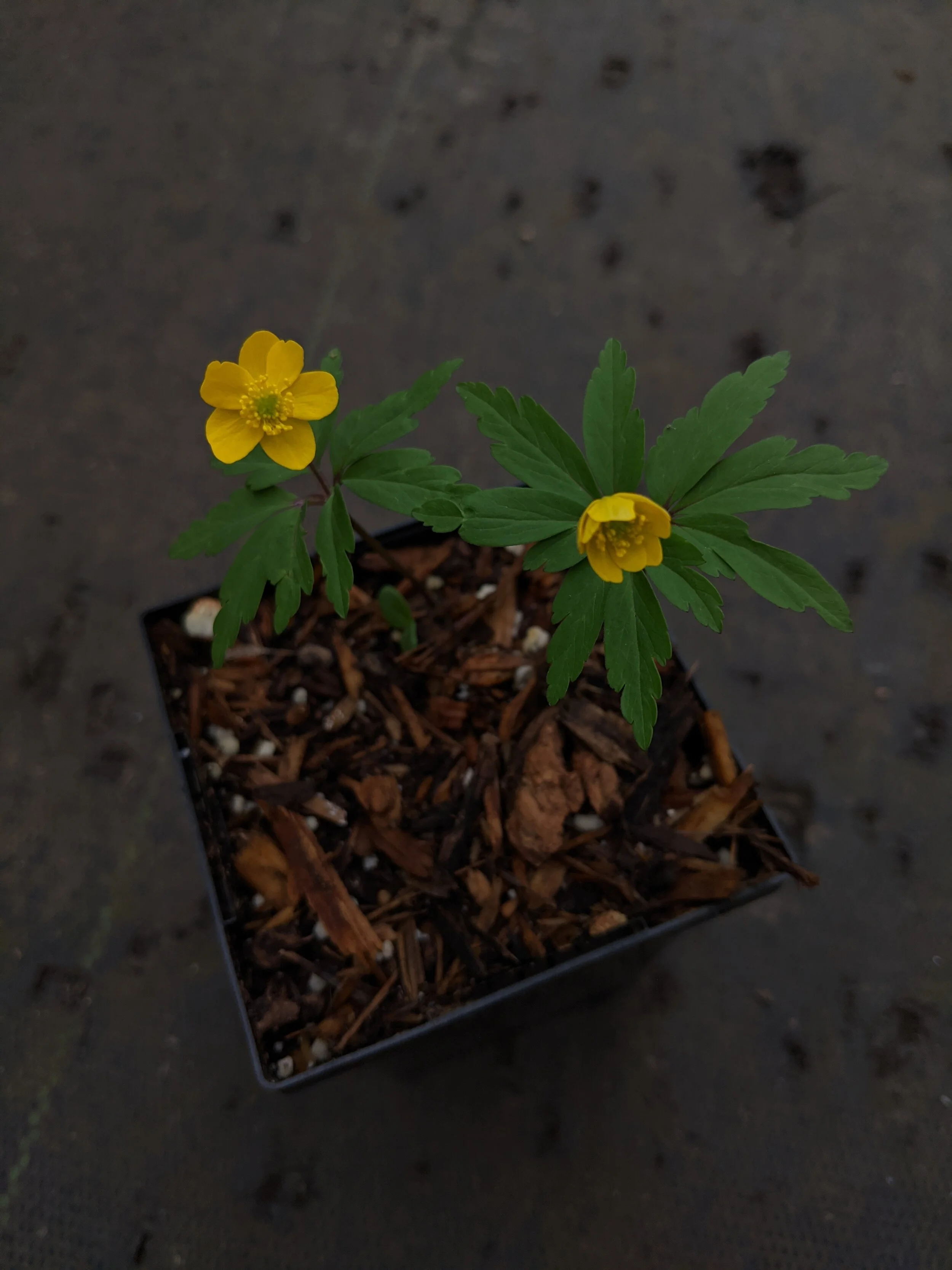 Anemone ranunculoides.jpg