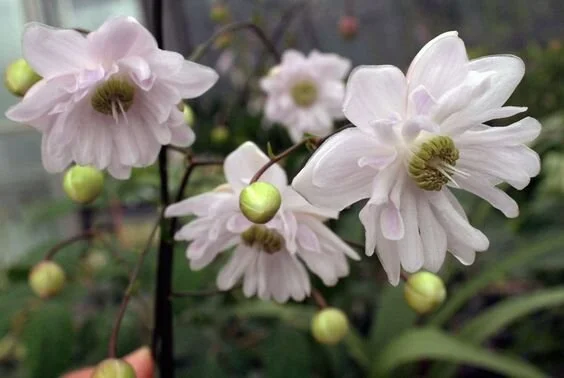 Anemonopsis macrophylla Flore Plena.jpg
