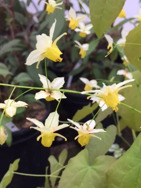 Epimedium Totnes Turbo 2.JPG