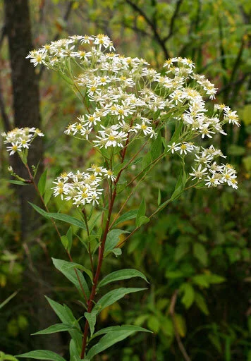 Aster umbellatus.jpg