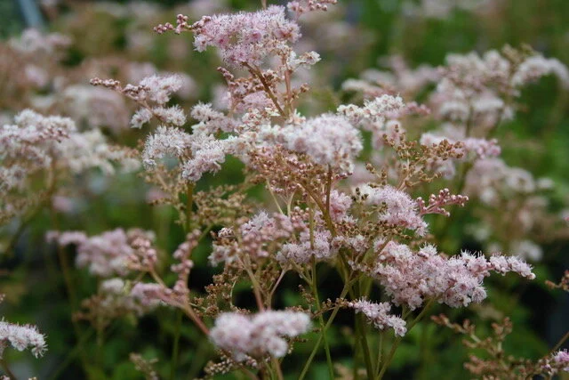 Filipendula Pink Dreamland.JPG