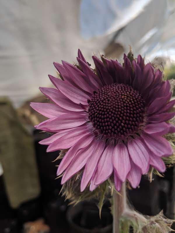 Berkheya purpurea Pink Flower.jpg