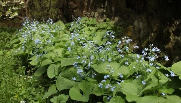 Brunnera sibirica.jpg