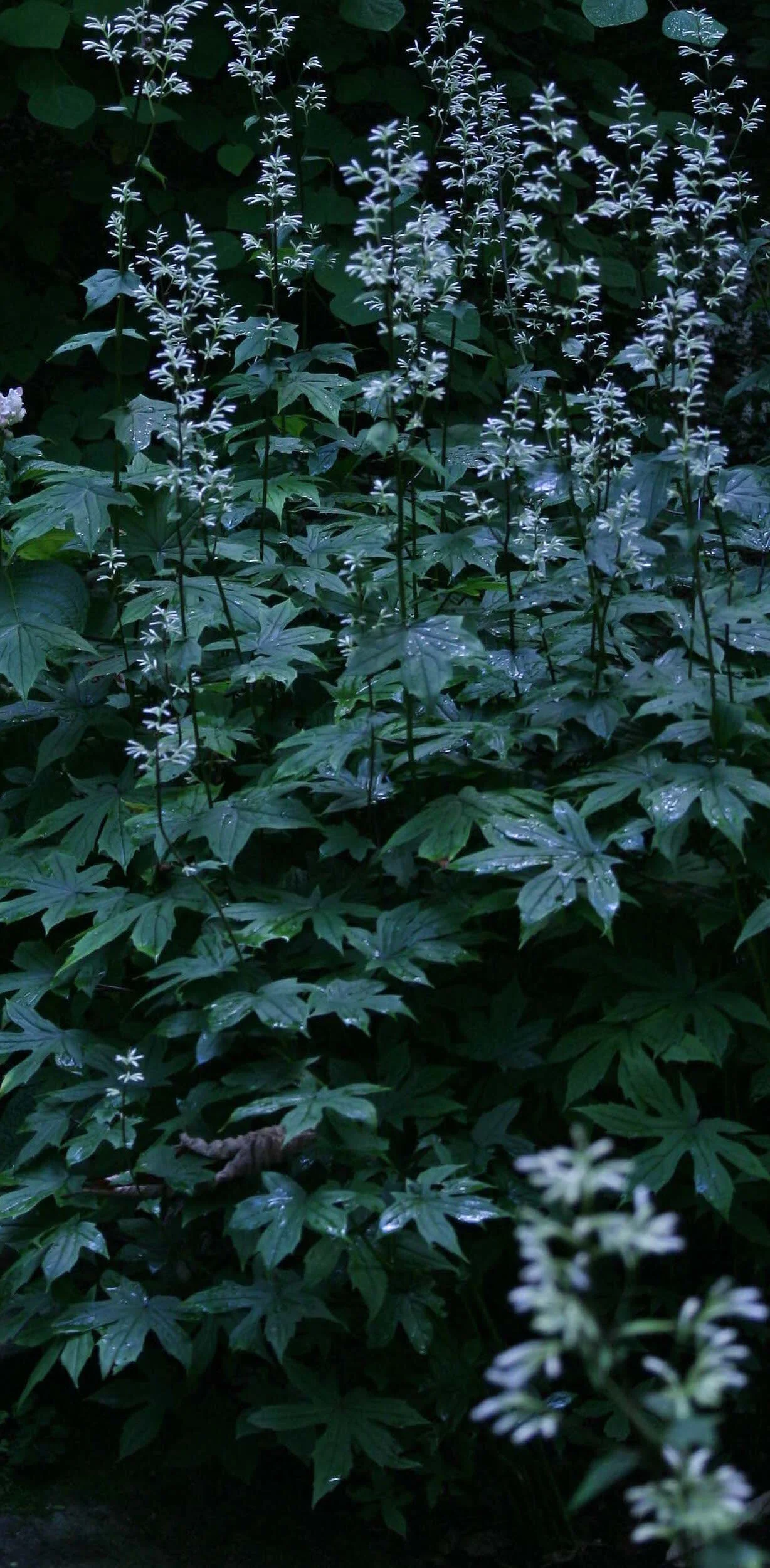 cacalia-delphinifolia.jpg