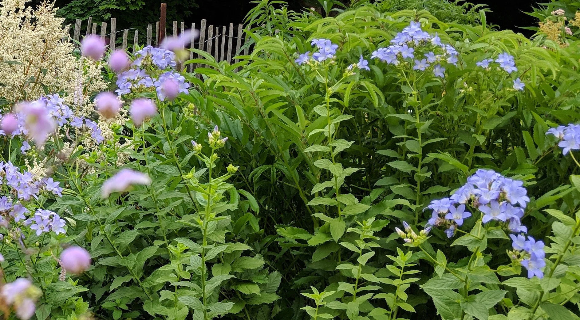 Campanula lactiflora 'Gloaming'