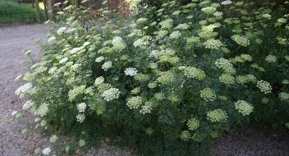 Cenolophium denudatum.jpg