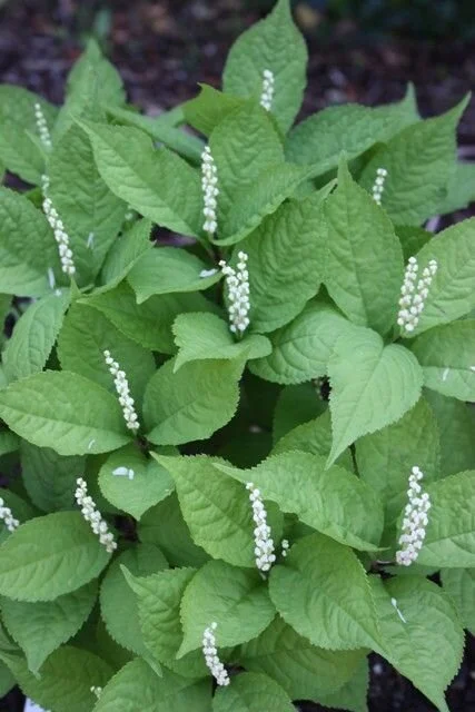 Chloranthus serratus.jpg