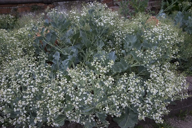 Crambe maritima.jpg