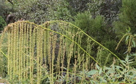 Datisca cannabina.jpeg