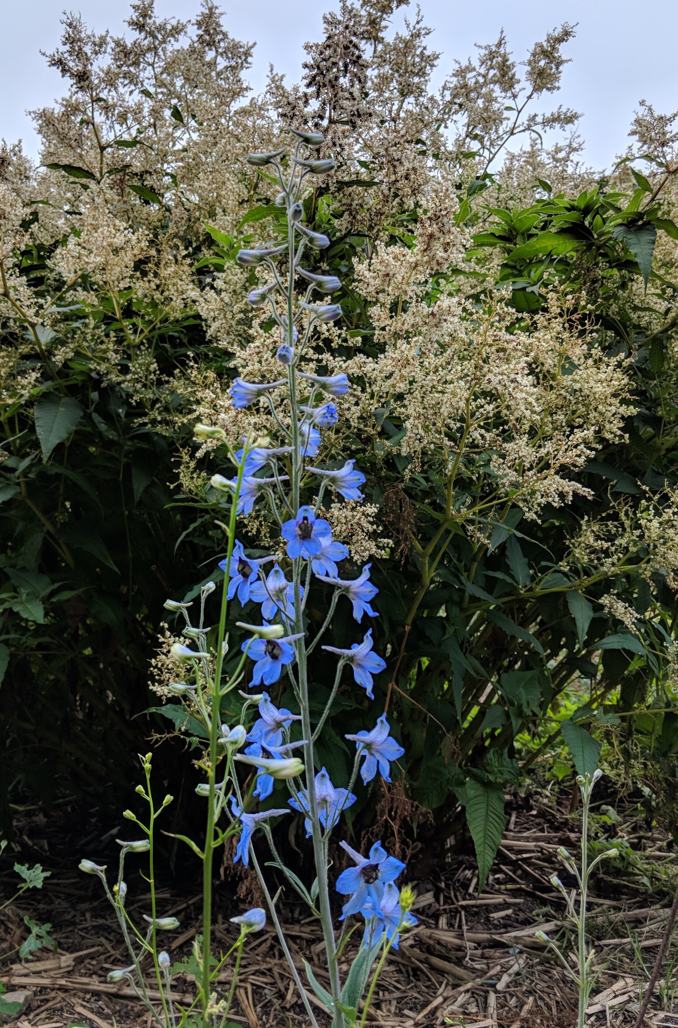 Delphinium mirabile