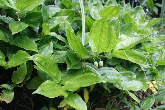 Disporopsis arisanensis.jpeg