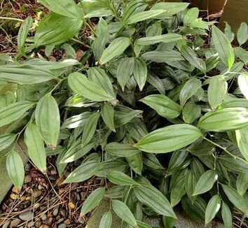 Disporum 'Green Giant' 2.jpg