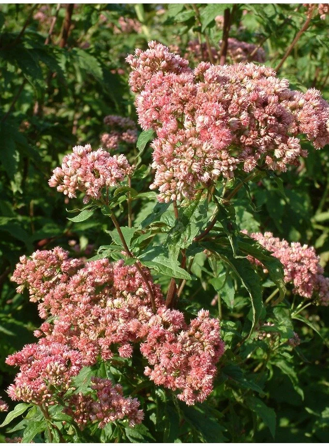 Eupatorium cannabinum 'Flore Pleno'.jpg