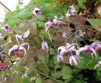 Epimedium acuminatum
