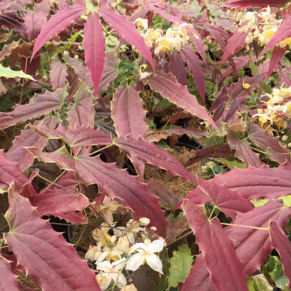 Epimedium wushanense Spiny Leaf.jpg