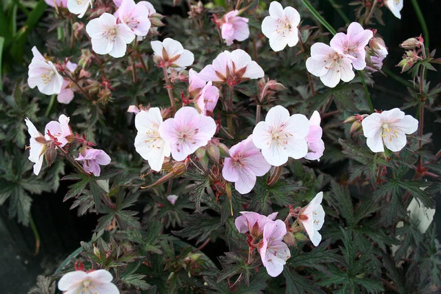 Geranium pratense 'Pale Reiter'.jpeg