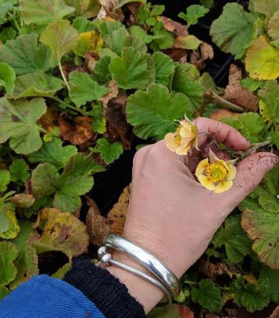 Geum 'Apricot Sundae'