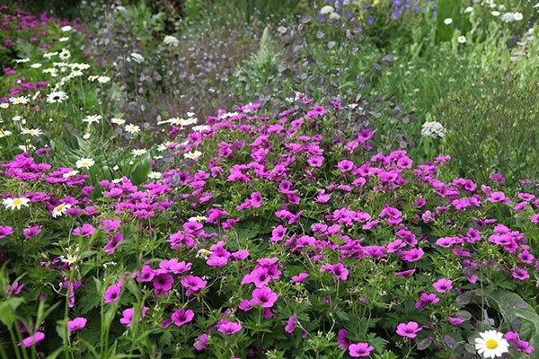 Geranium psilostemon.jpg