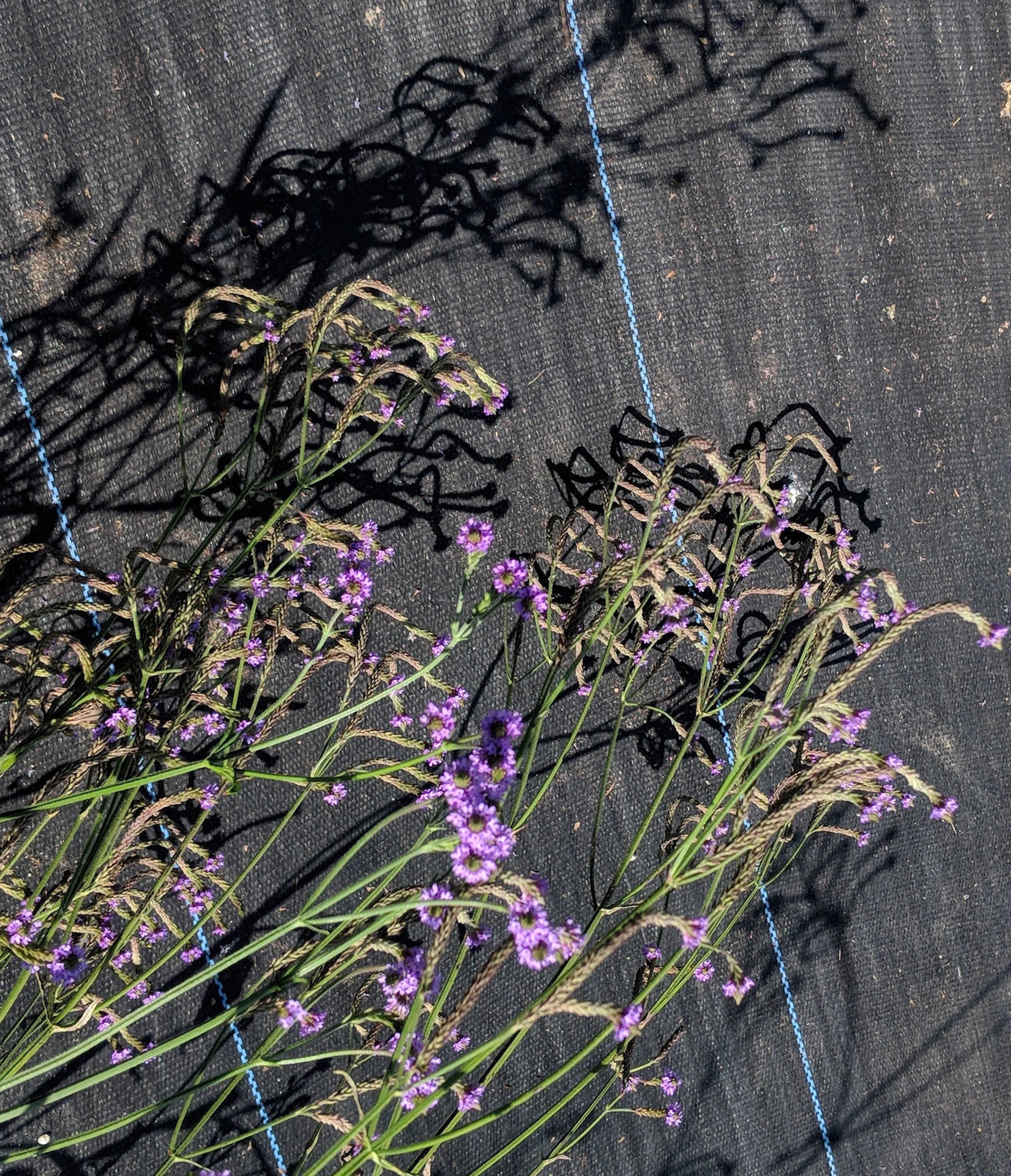 Verbena 'Lavender Spires'