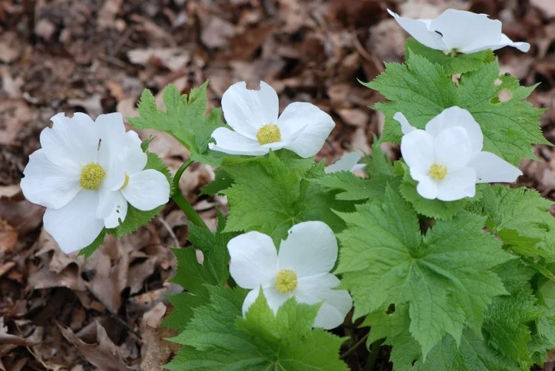 Glaucidium palmatum f. album.jpg