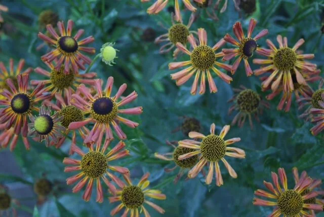 Helenium 'Loysder Wieck'