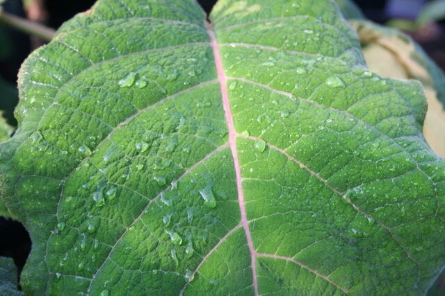 Hydgrangea aspera 'Macrophylla'