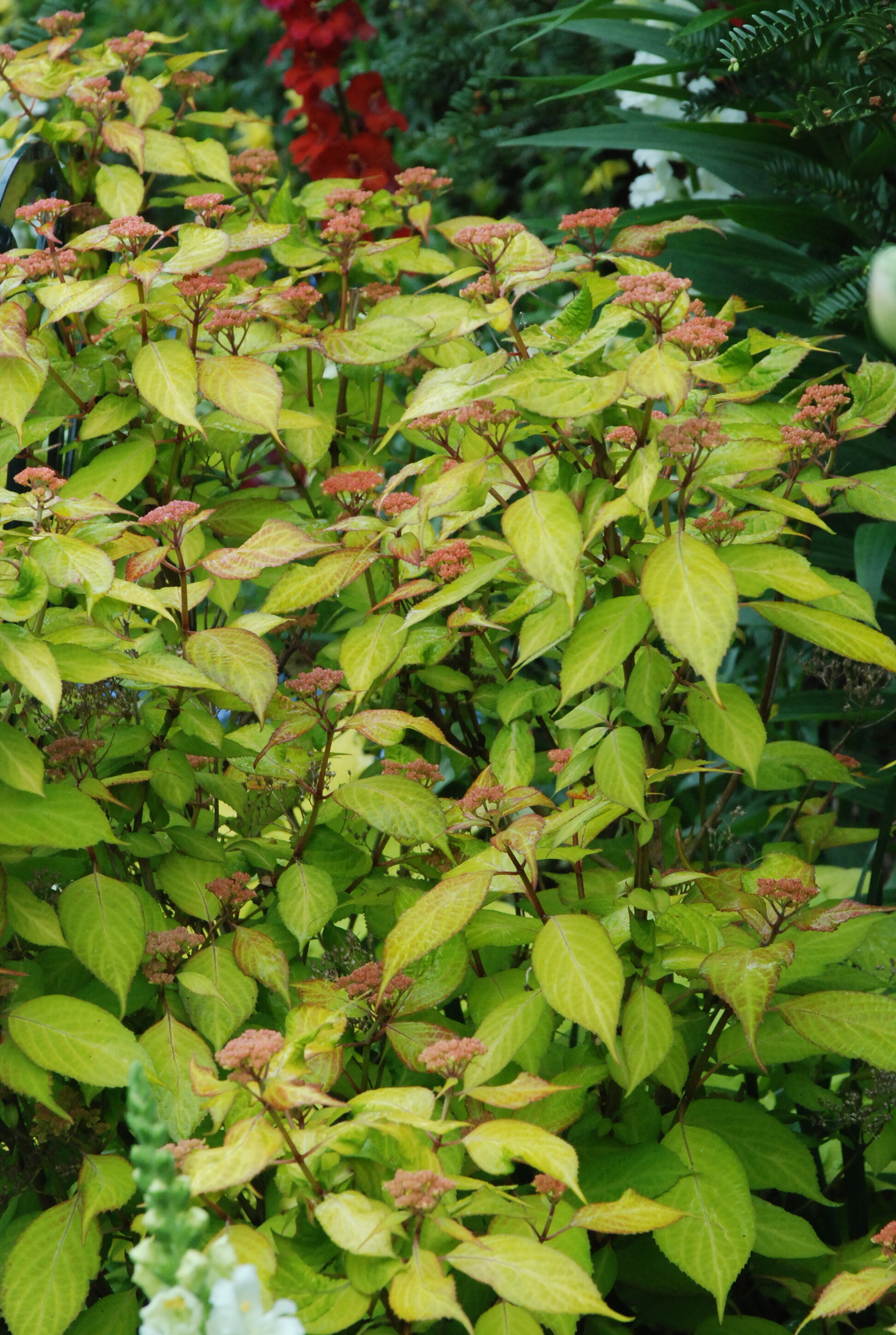 Hydrangea Mountain Mania.JPG