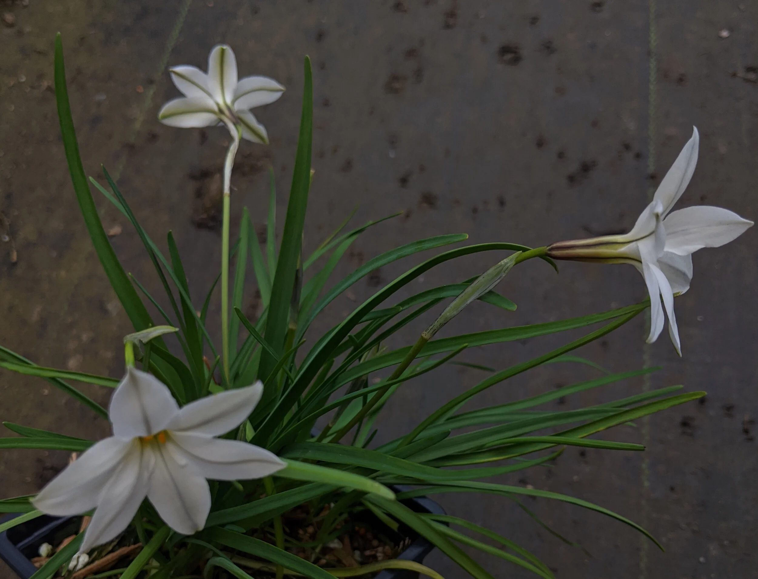 Ipheion 'Alberto Castillo'
