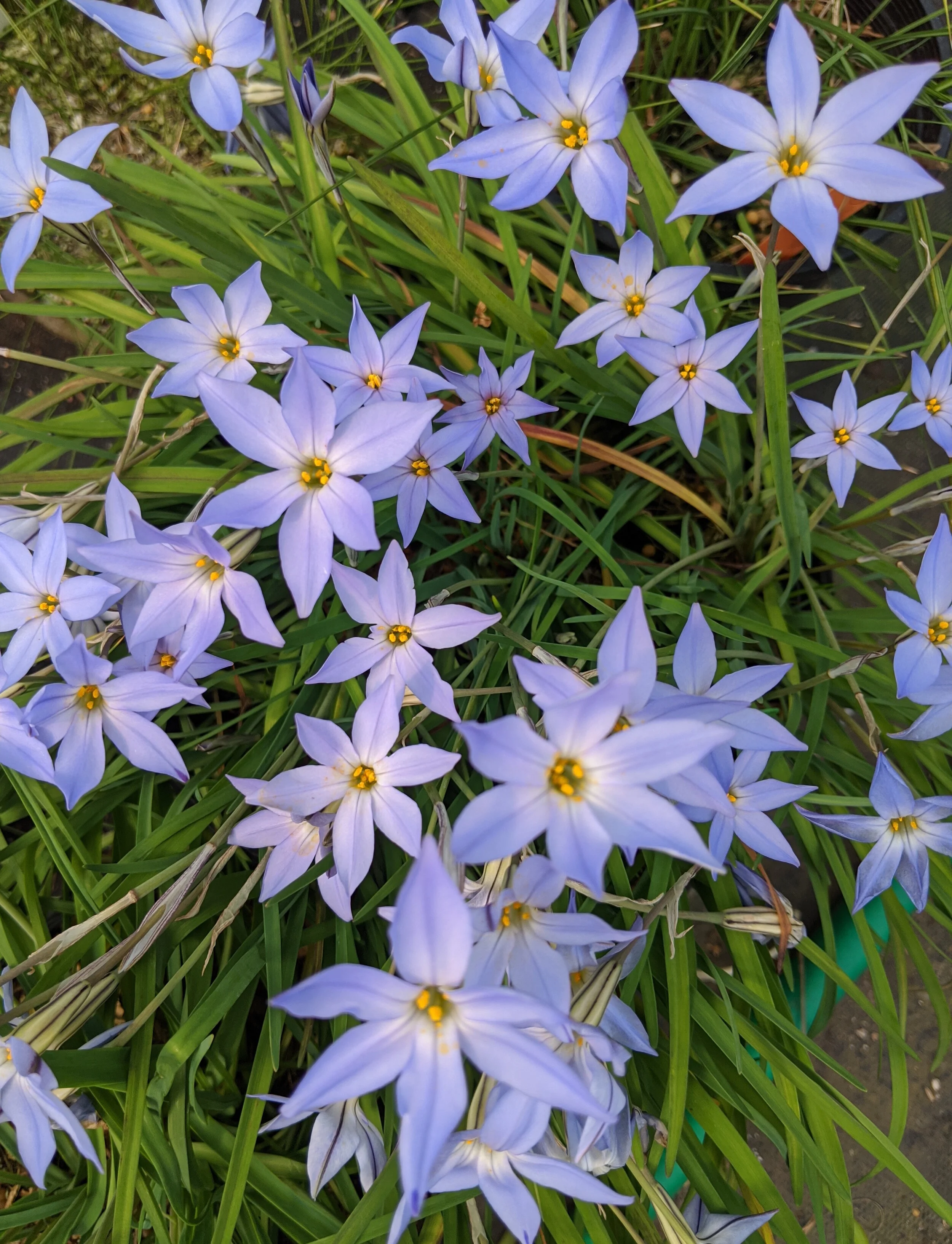 Ipheion uniflora 'Big Star'