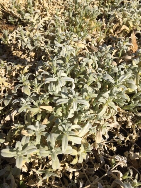 Cerastium candidissimum 