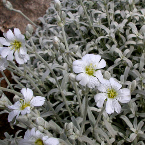 CERASTIUM_CADIDISSIMUM.JPG