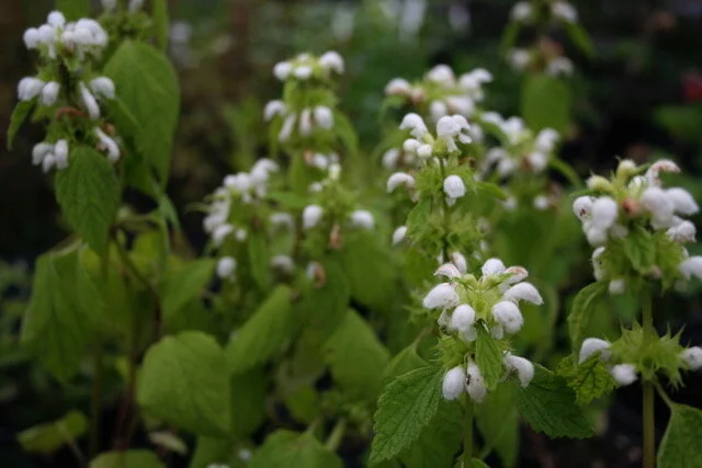 Lamium flexuosum.jpeg
