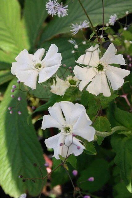 Lychnis sieboldii f. albiflora.jpeg