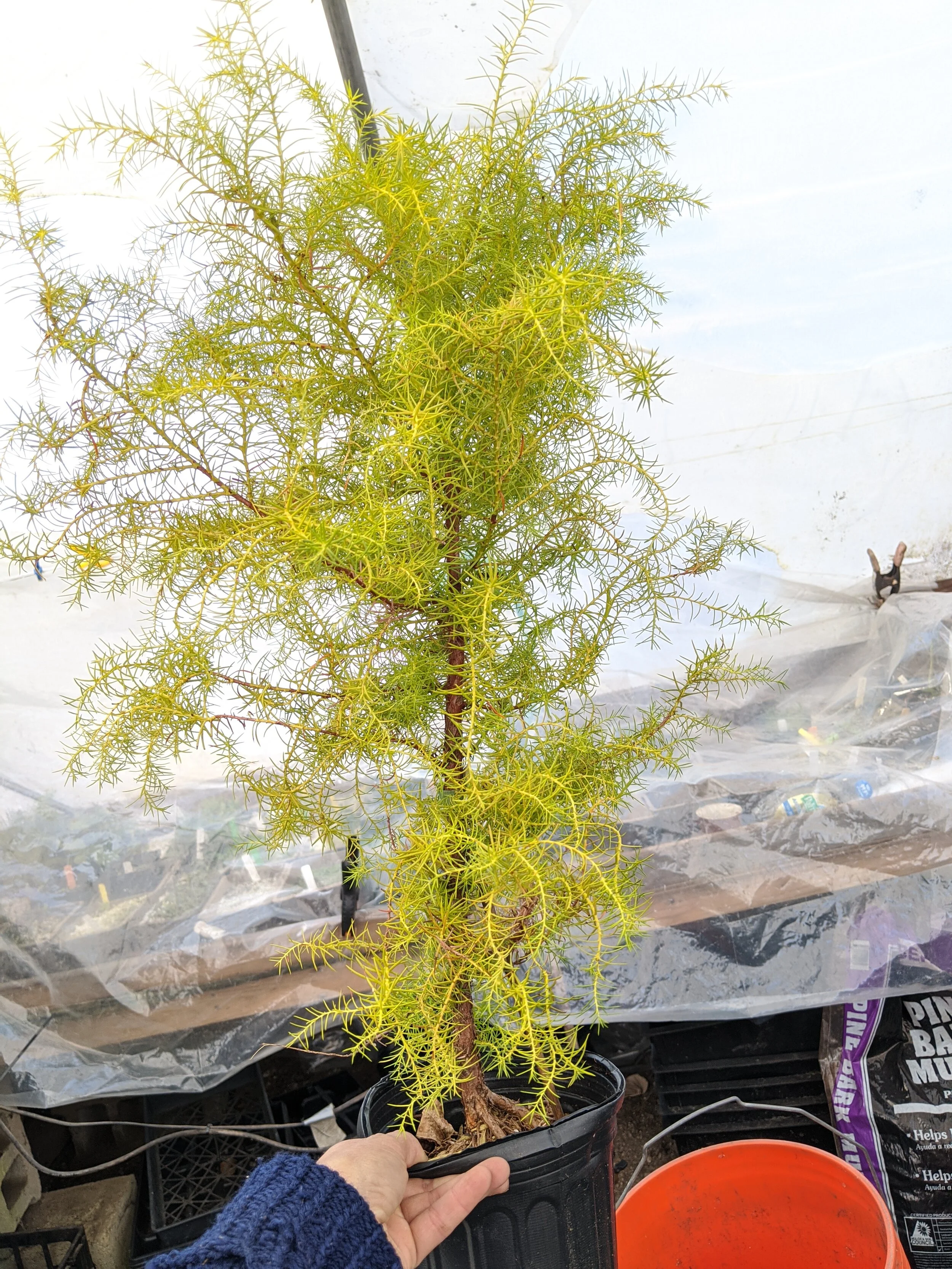 Cryptomeria elegans aurea.jpg