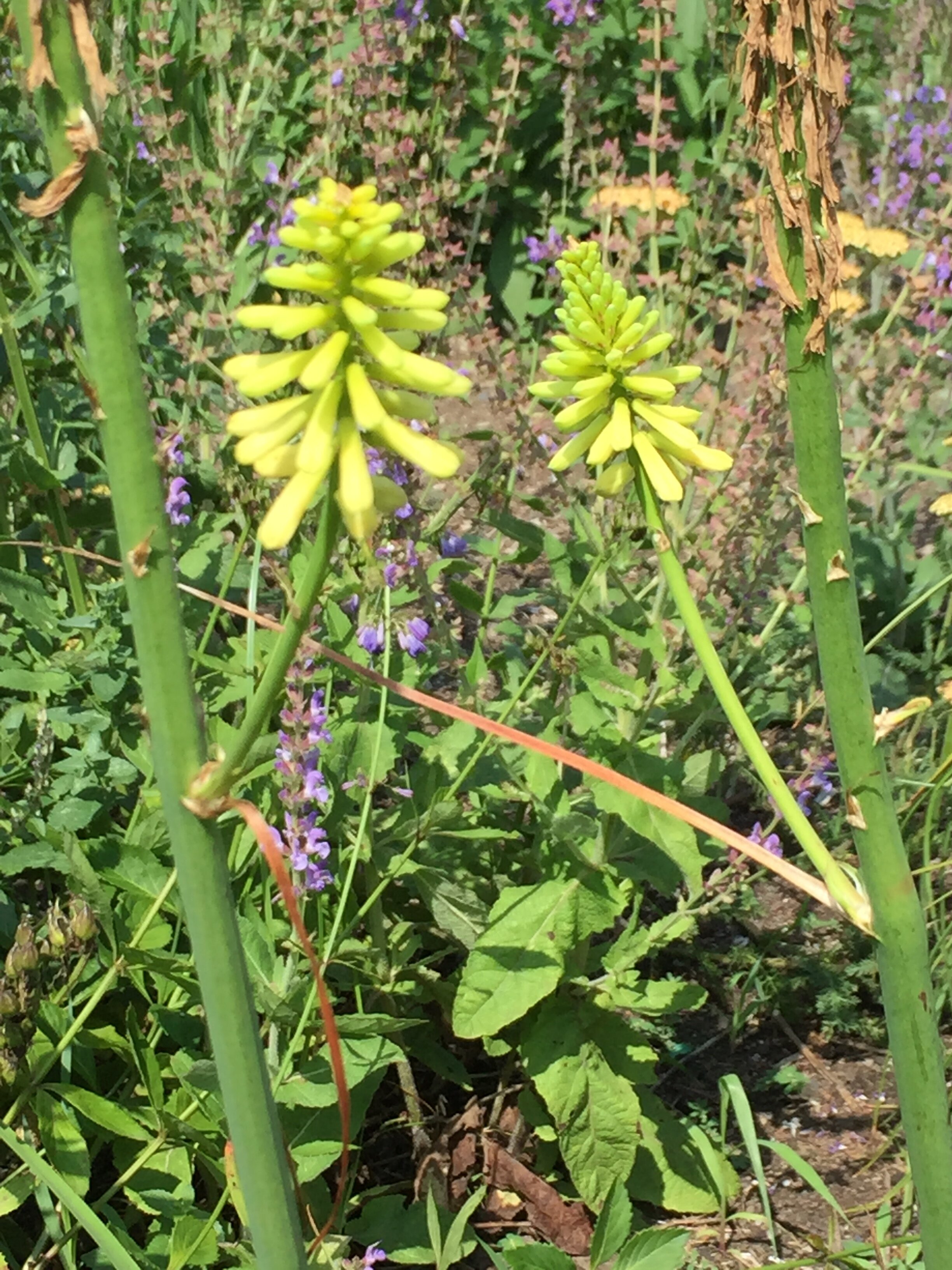 Kniphofia 'Sideshow Bob'
