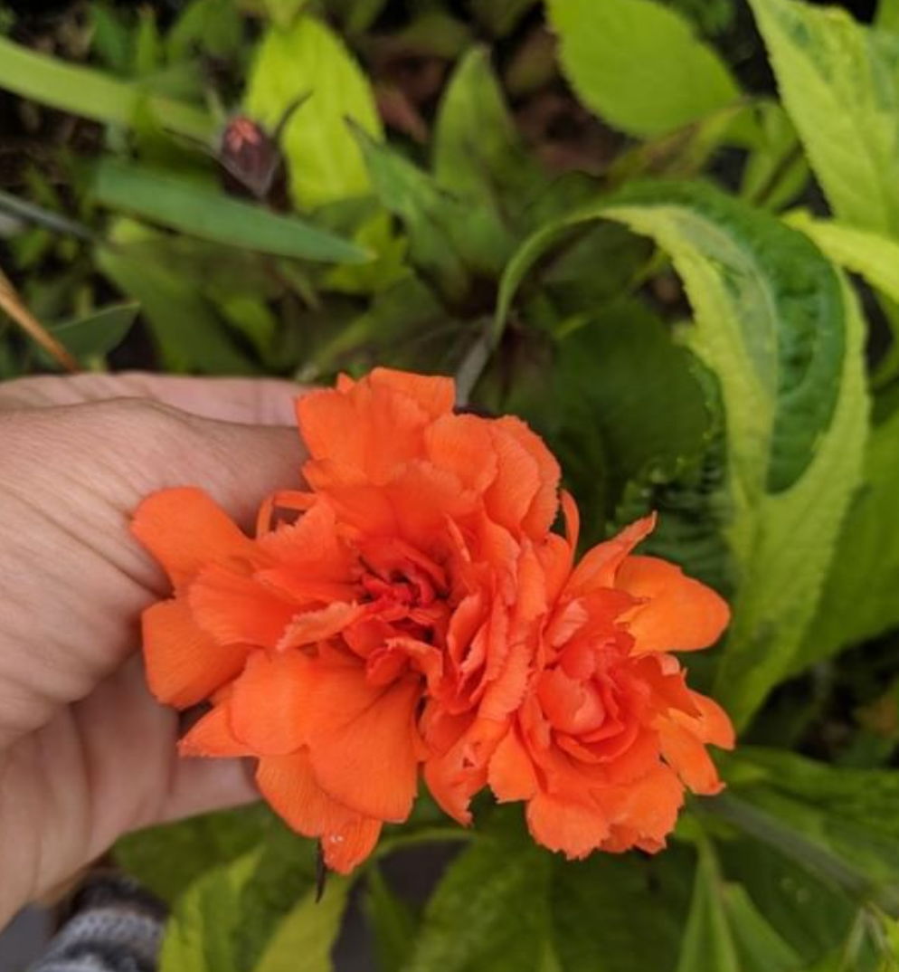 Lychnis Flore Plena.png