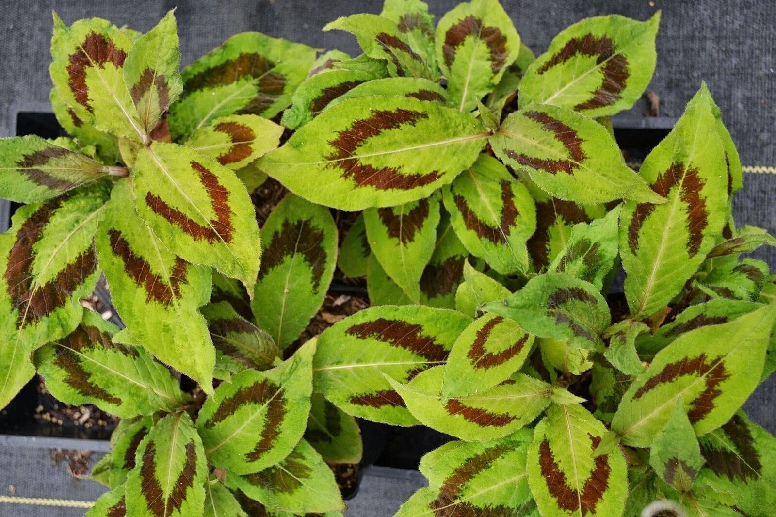 Persicaria 'Brushstrokes'