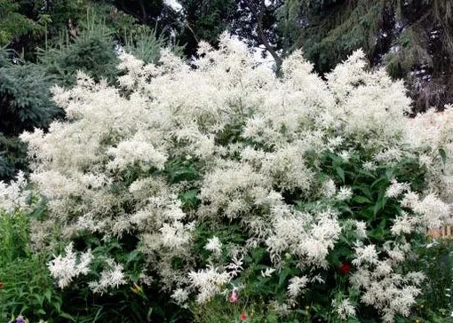 Persicaria polymorpha.jpg