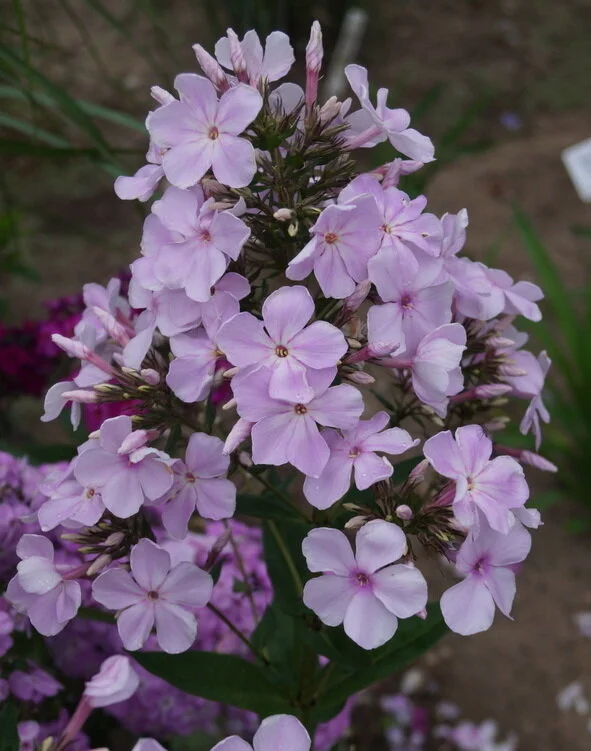 Phlox-‘Utopia‘-.jpg