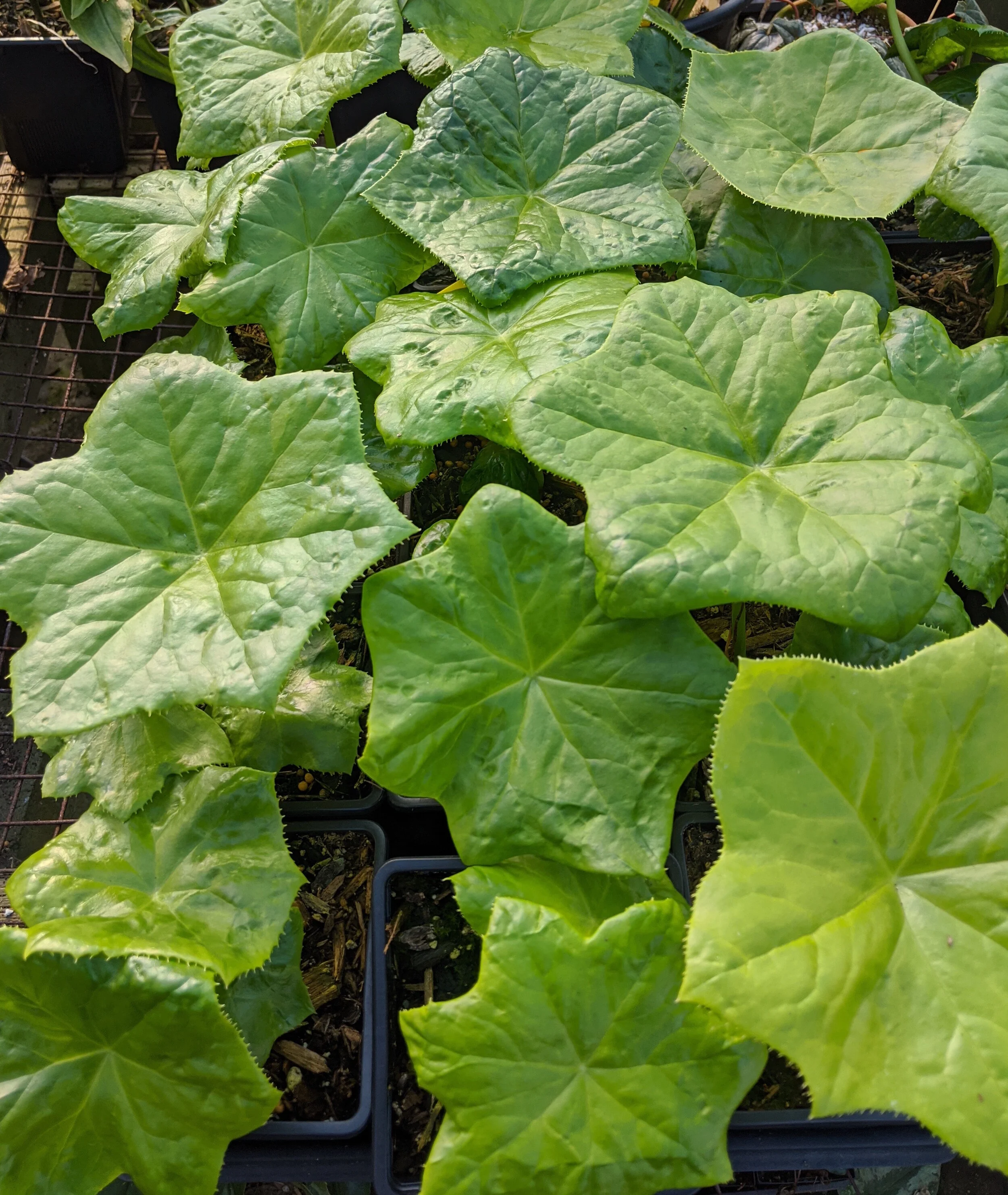 Podophyllum versipelle